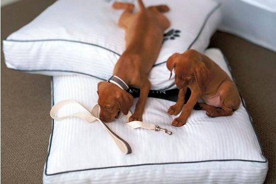 the westin resort canc�n