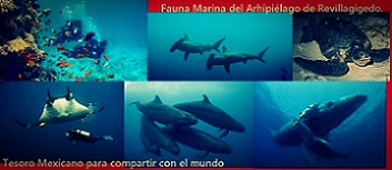 fauna marina archipi�lago de revillagigedo
